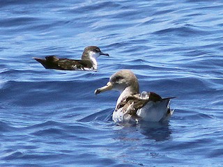  - Sargasso Shearwater