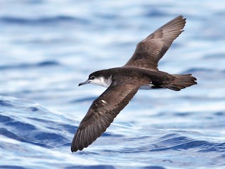  - Sargasso Shearwater