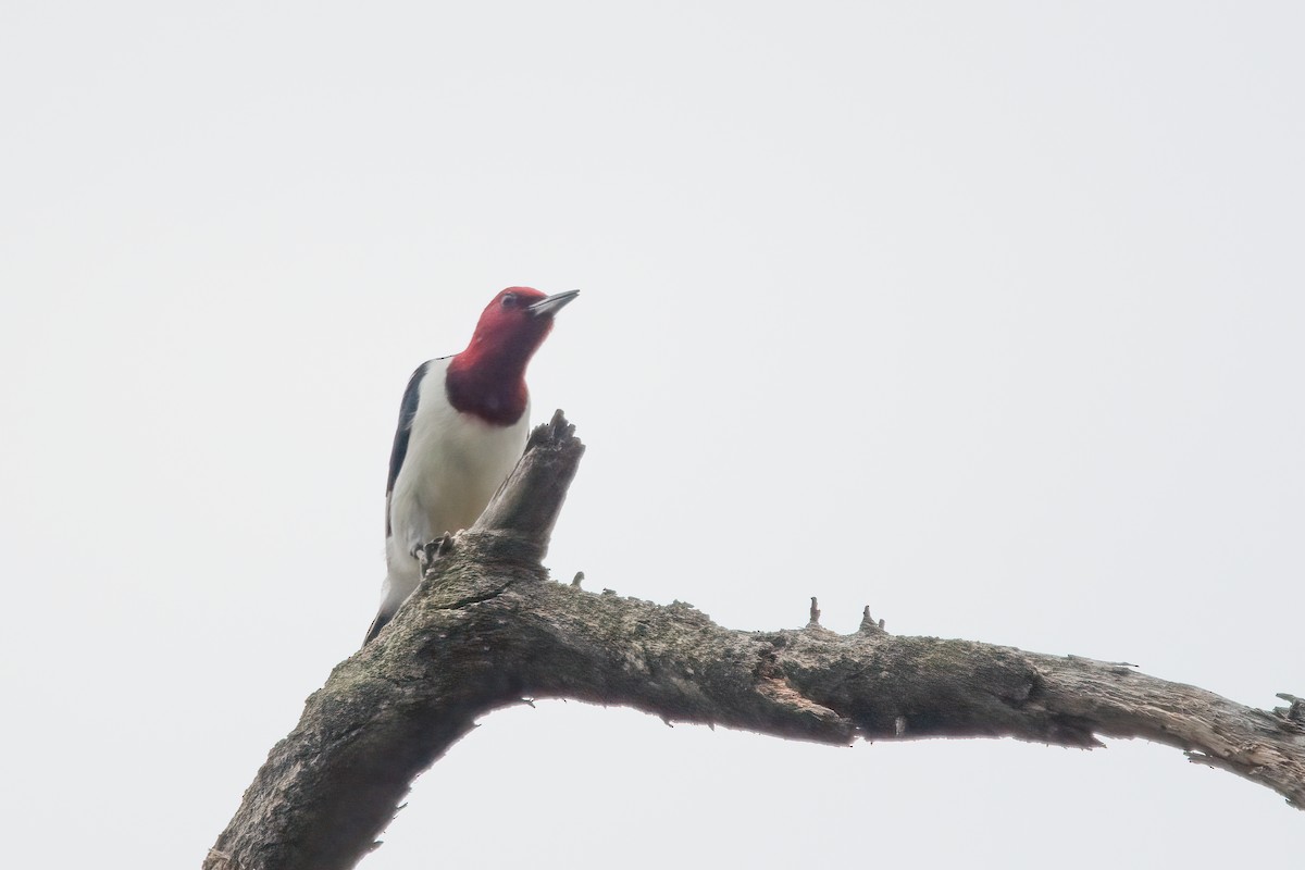 Red-headed Woodpecker - ML572829511