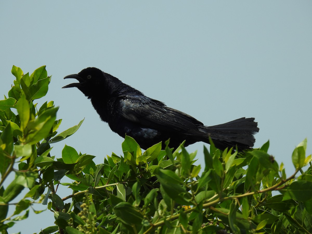 Great-tailed Grackle - ML572831101