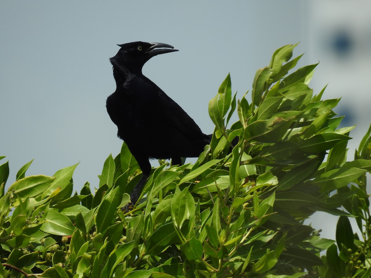 Great-tailed Grackle - ML572831111