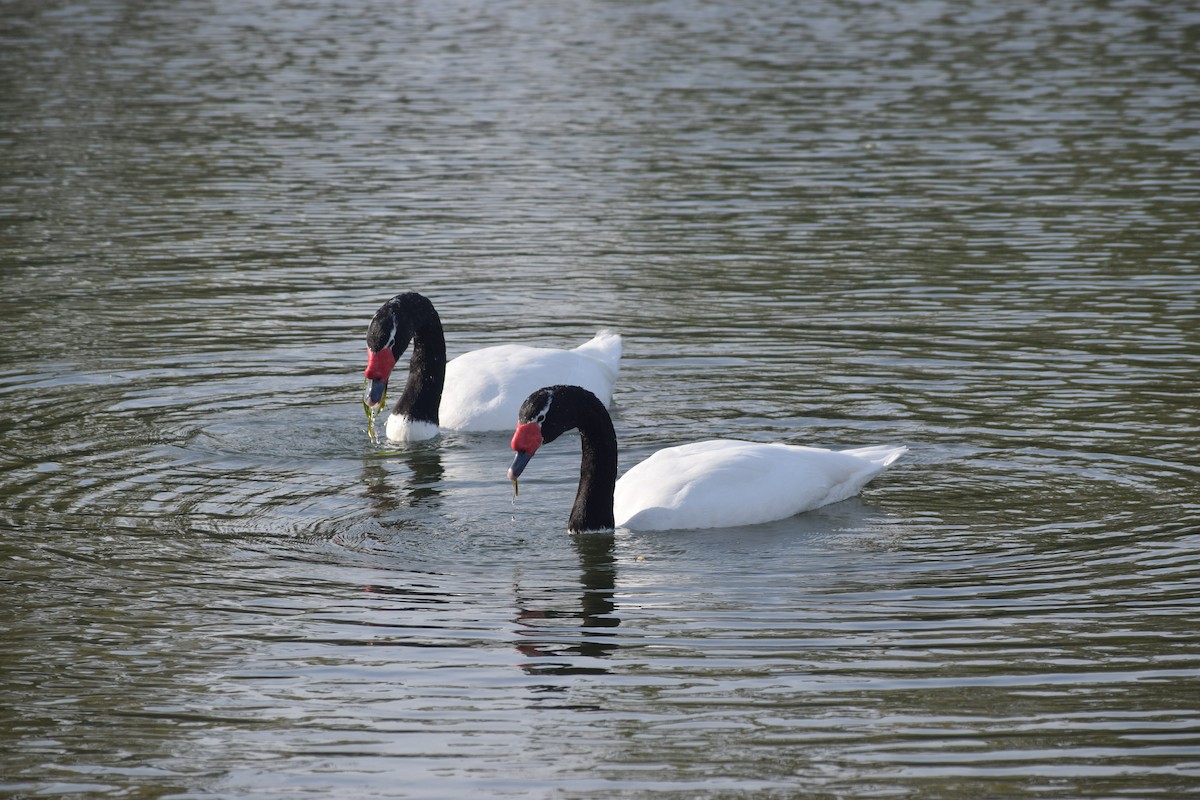 Black-necked Swan - ML572832501