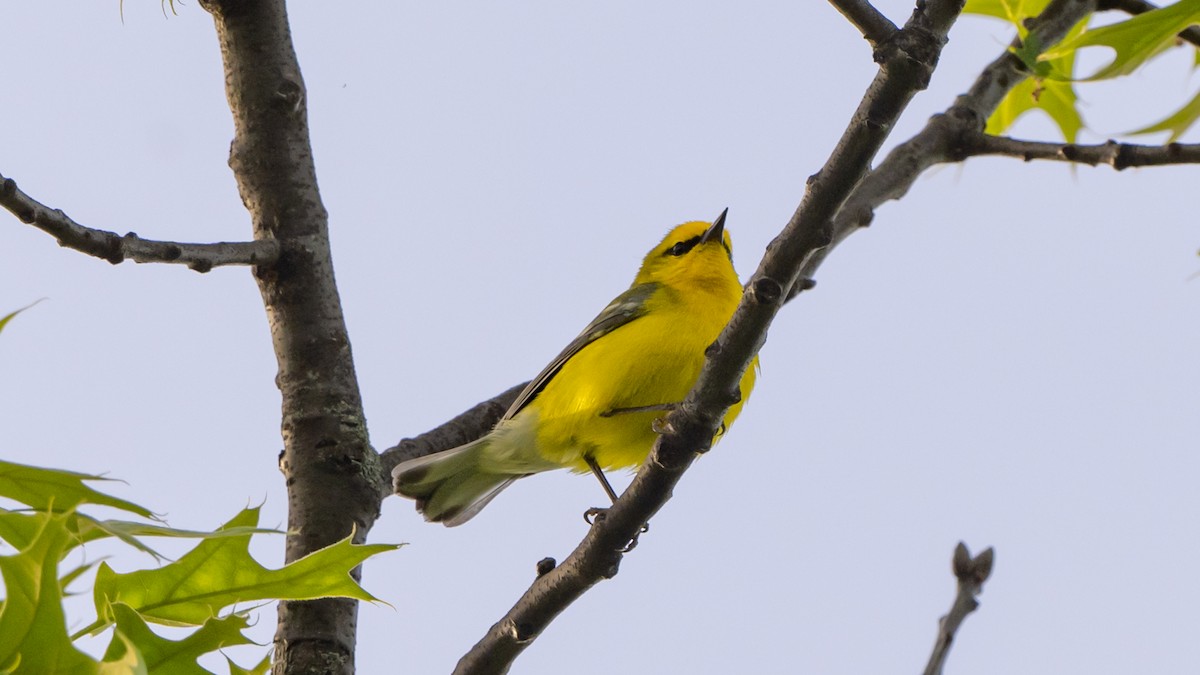 Blue-winged Warbler - Paul Clifford
