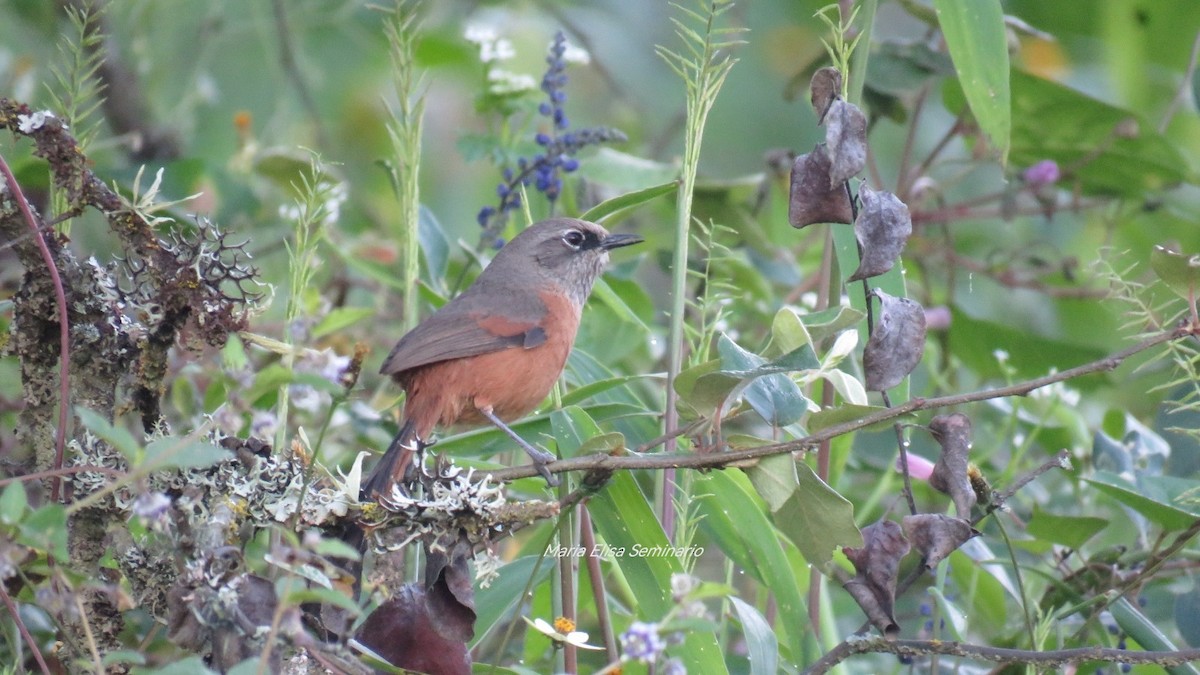 Russet-bellied Spinetail - ML572833821