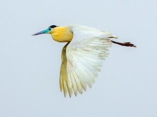  - Capped Heron