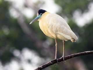  - Capped Heron