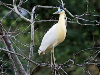  - Capped Heron