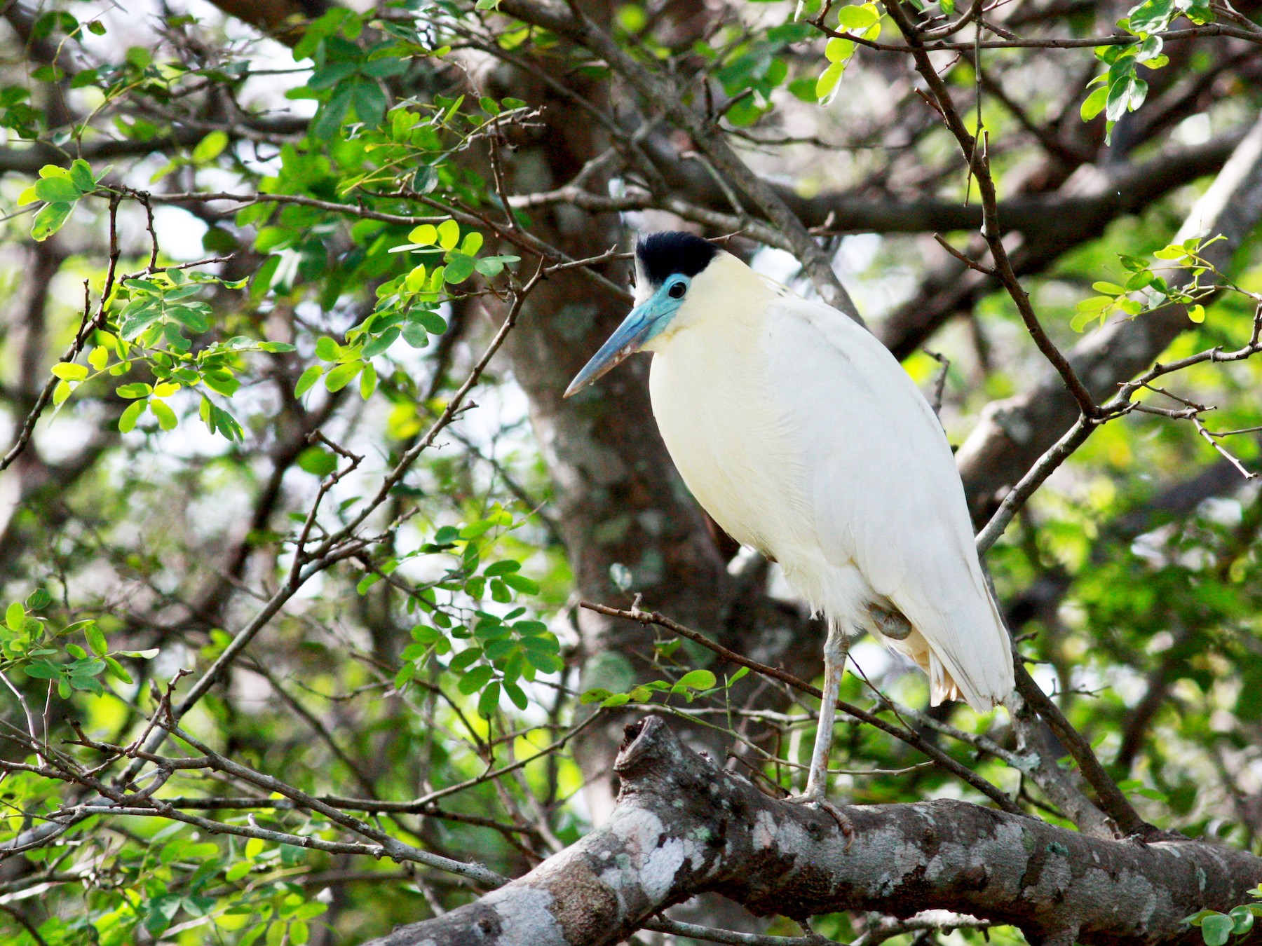 Capped Heron - eBird