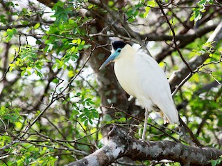  - Capped Heron