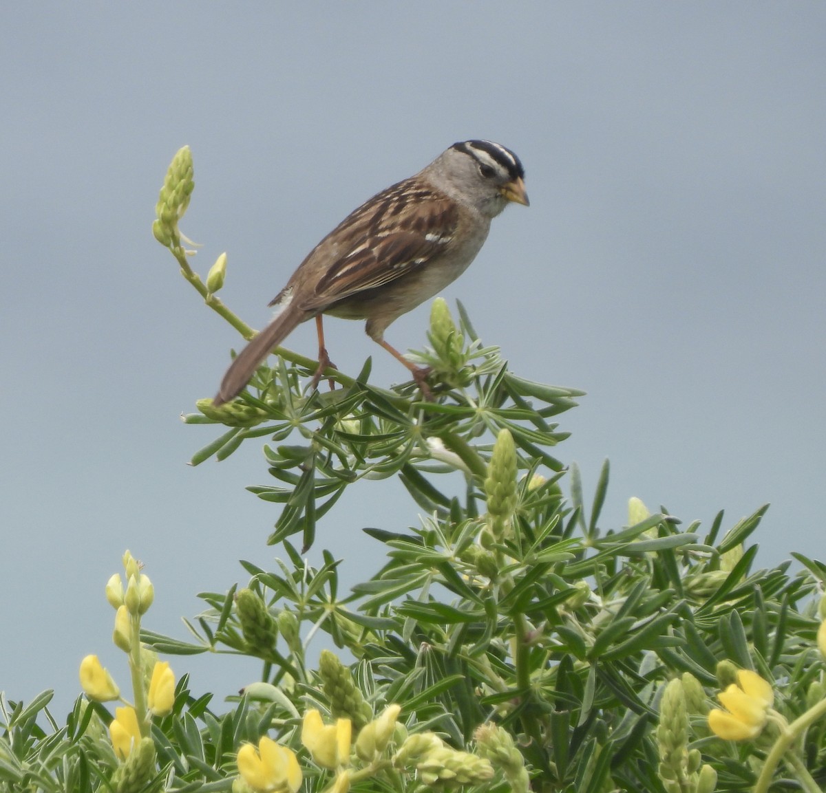 White-crowned Sparrow - ML572842611