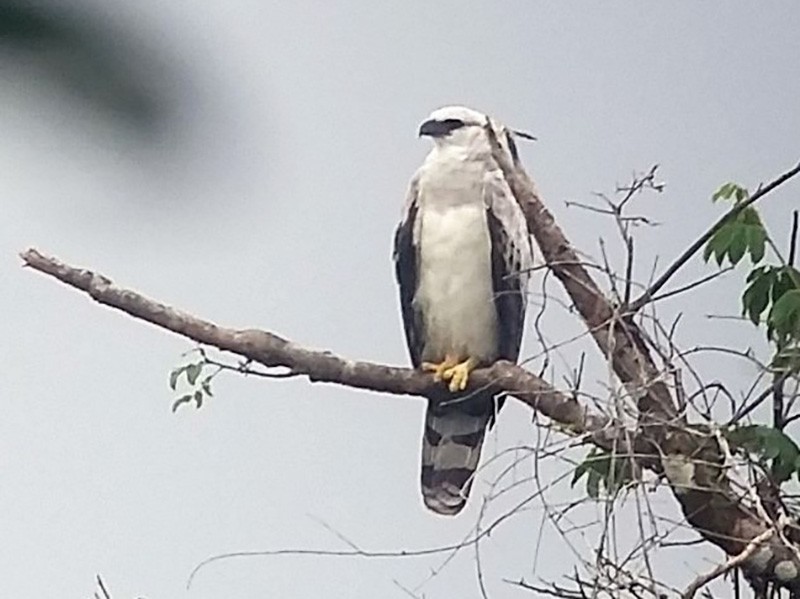 ヒメオウギワシ Ebird