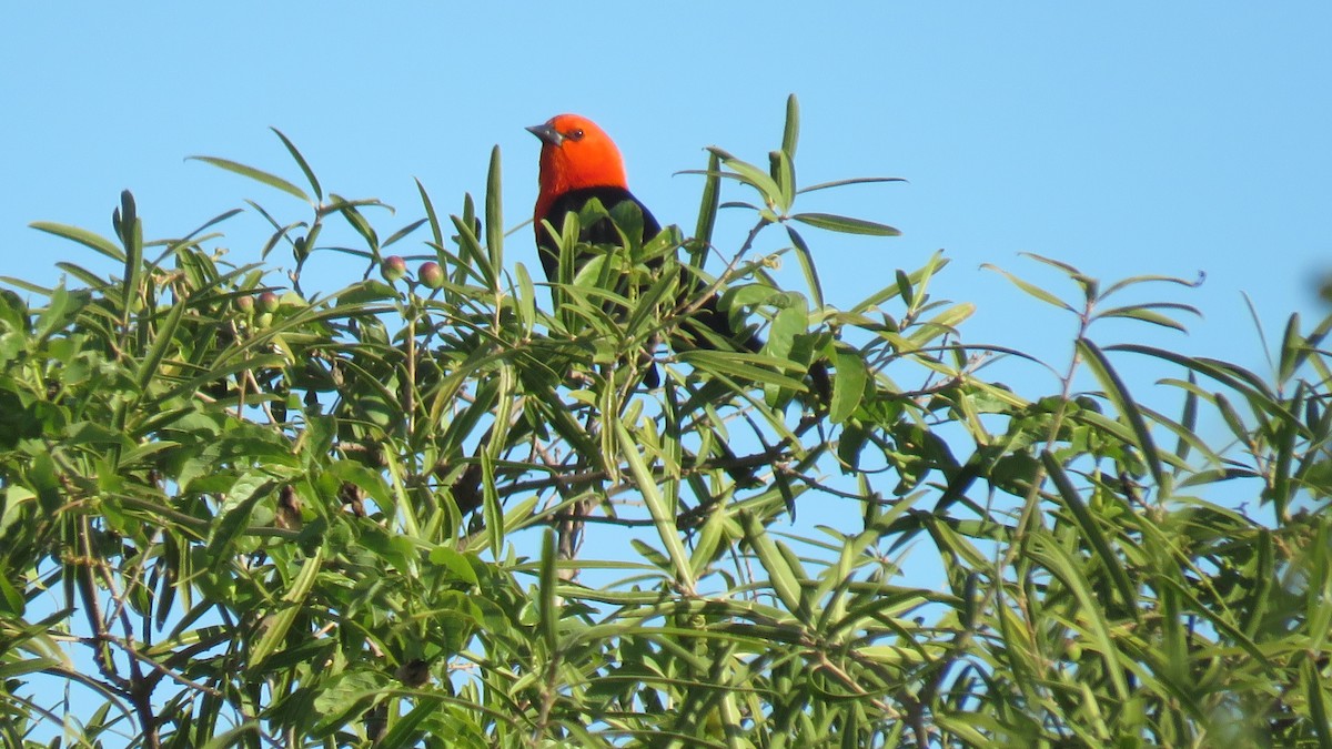 Scarlet-headed Blackbird - ML572844711