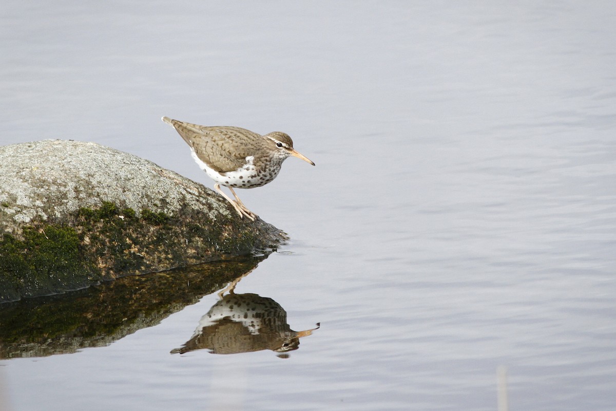 Spotted Sandpiper - Kyle Lima