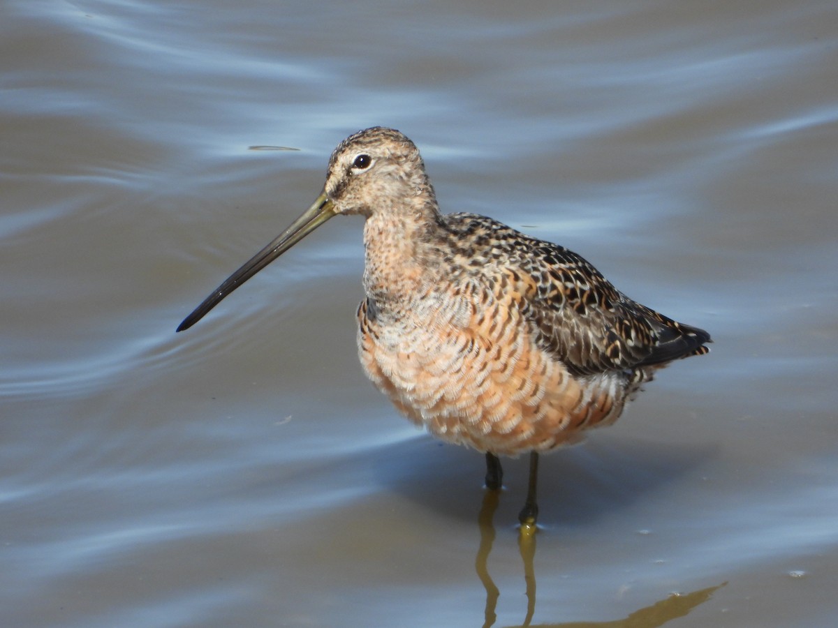 Long-billed Dowitcher - ML572849761