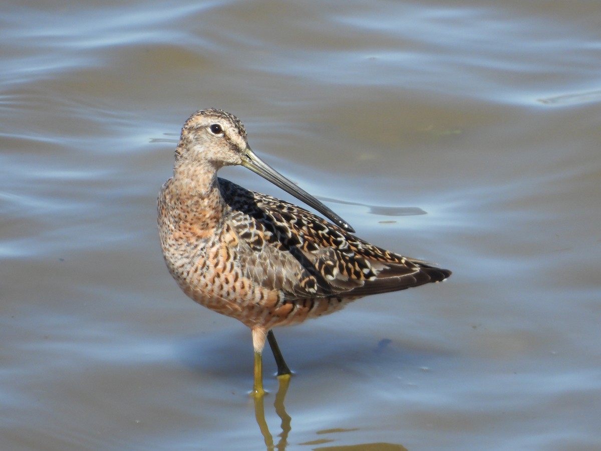Long-billed Dowitcher - ML572849841