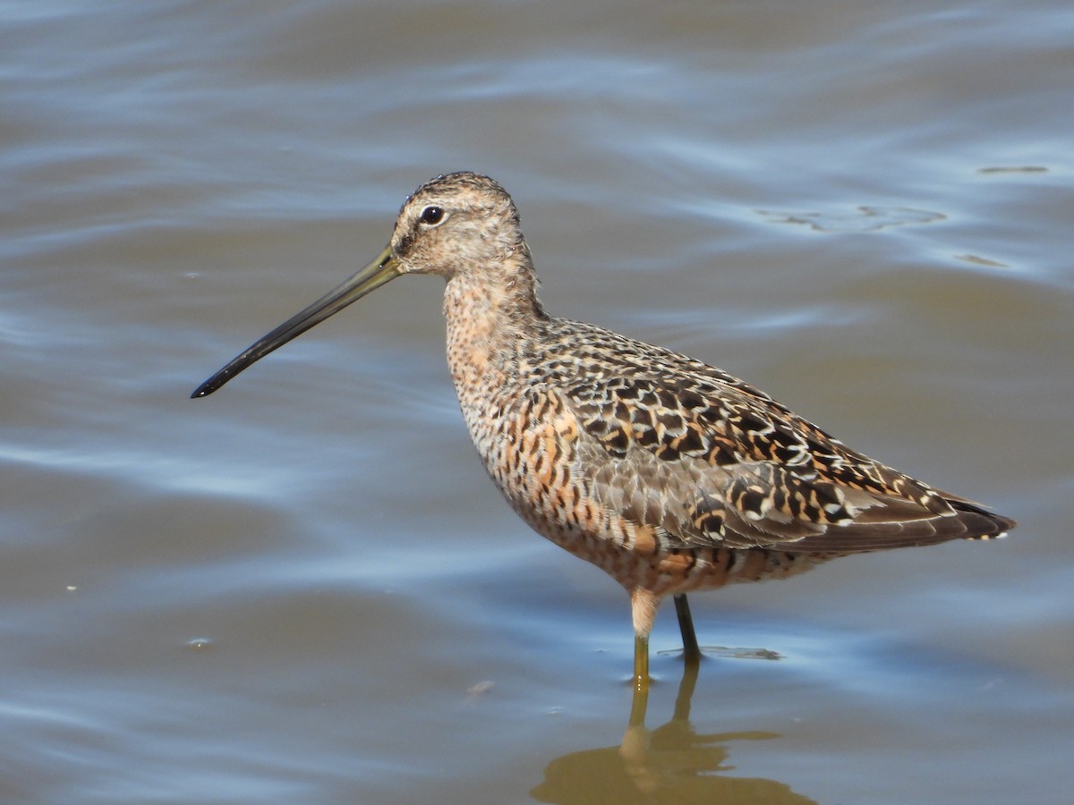 Long-billed Dowitcher - ML572849861