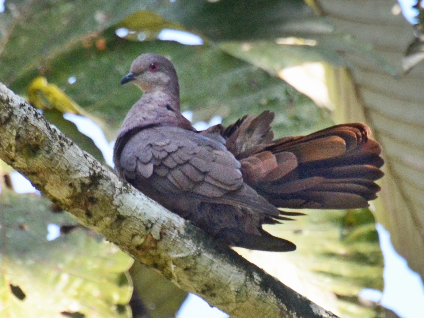 Dusky Pigeon - David M. Bell