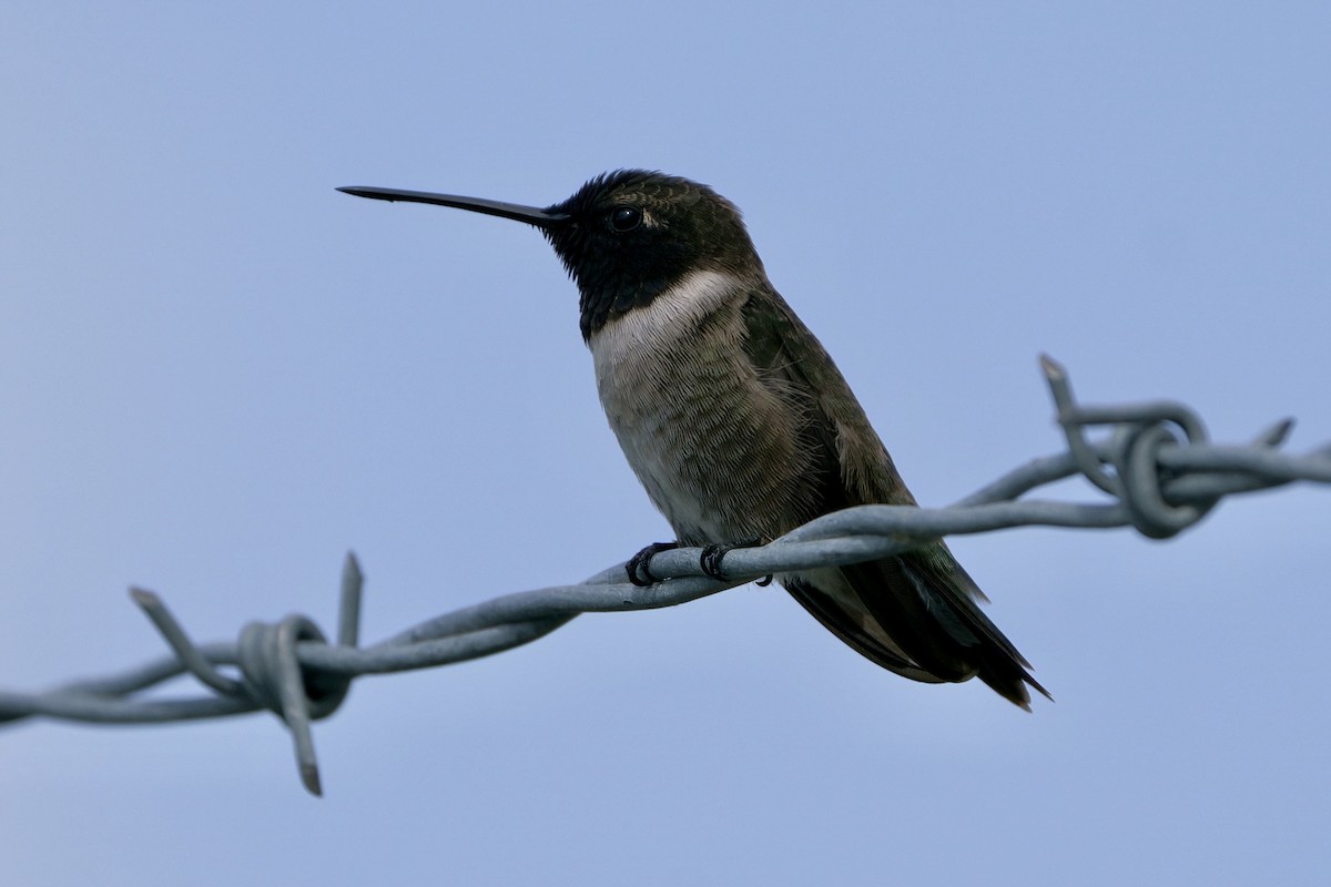 Black-chinned Hummingbird - Mitchell Dart