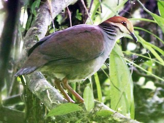  - Russet-crowned Quail-Dove