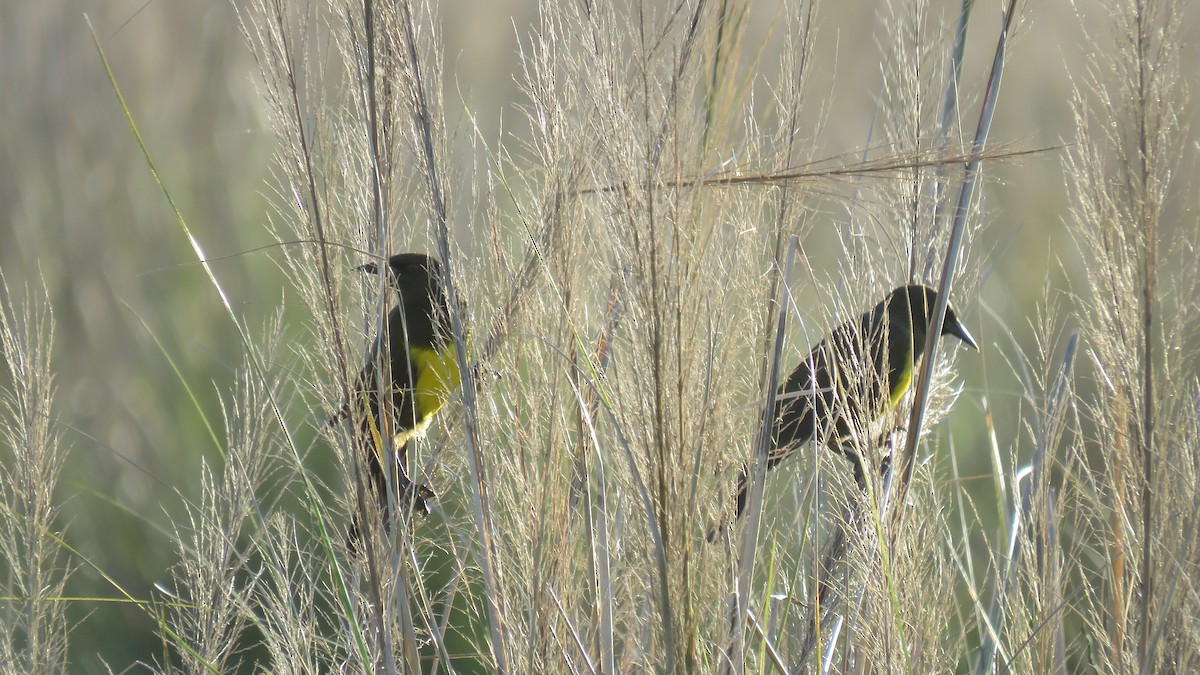 Brown-and-yellow Marshbird - Patricio Cowper Coles