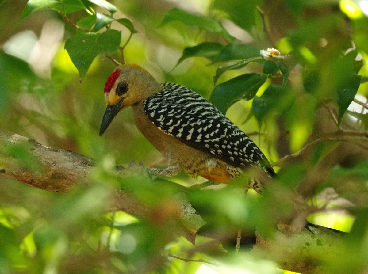 Hoffmann's Woodpecker - ML572853861