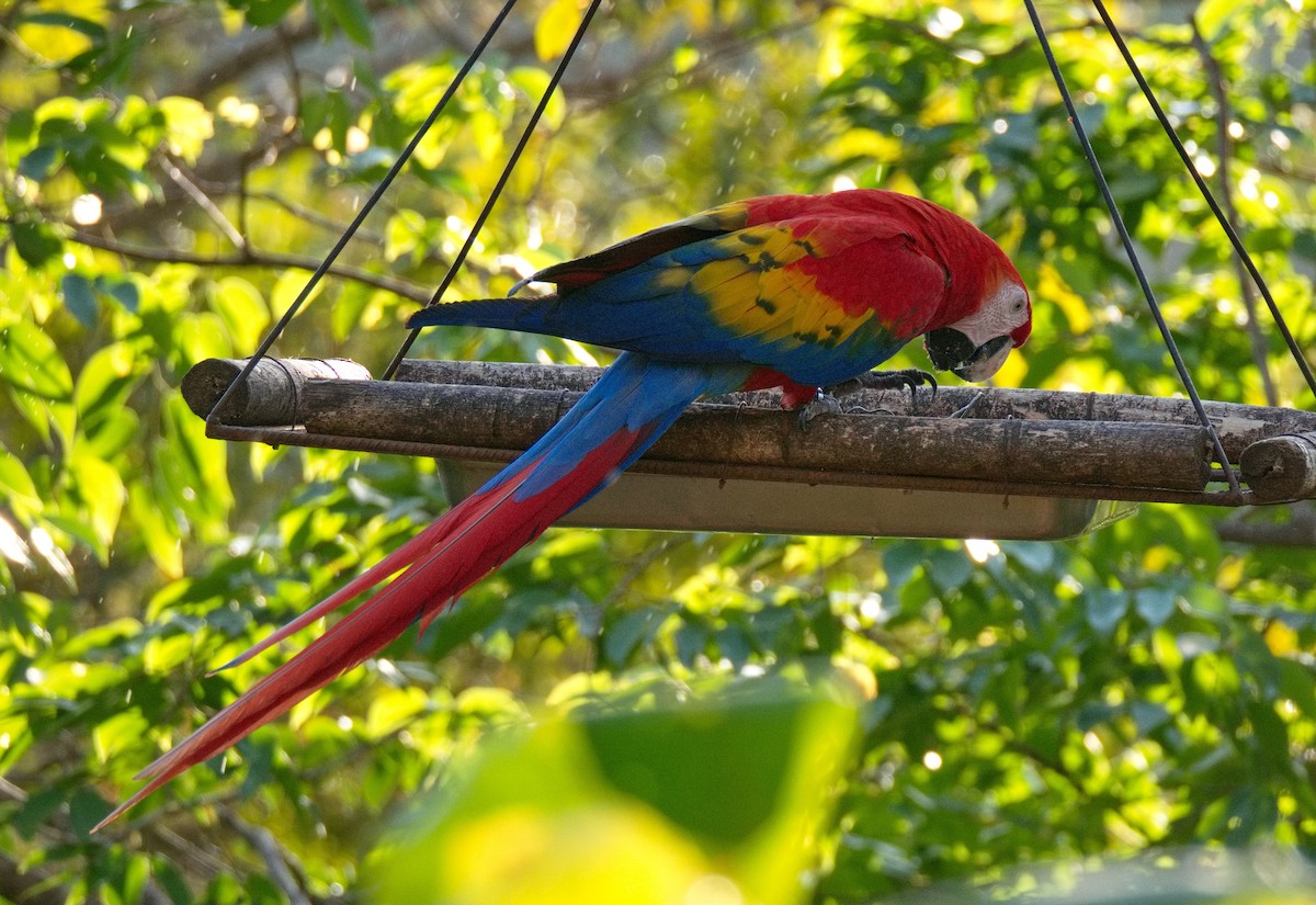 Scarlet Macaw - ML572854141