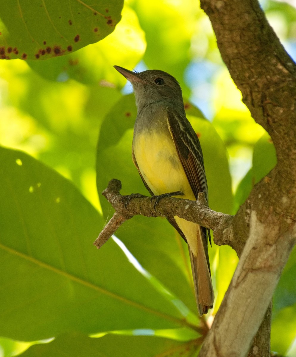 Great Crested Flycatcher - ML572854591