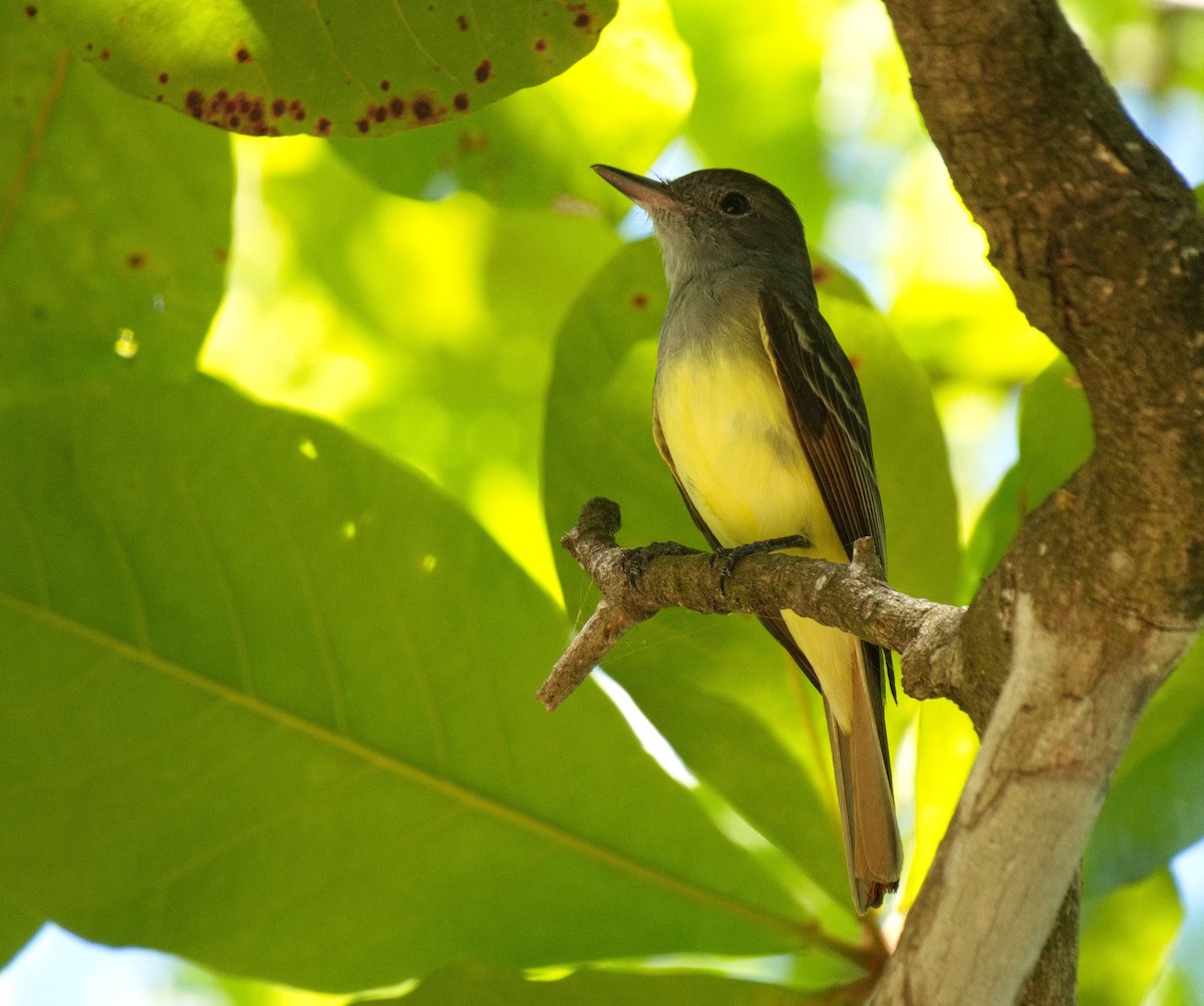 Great Crested Flycatcher - ML572854601