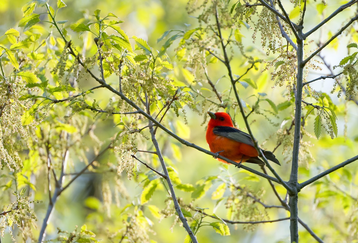 Scarlet Tanager - ML572858601