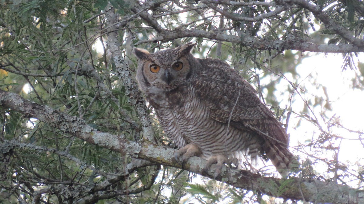 Great Horned Owl - ML572859791