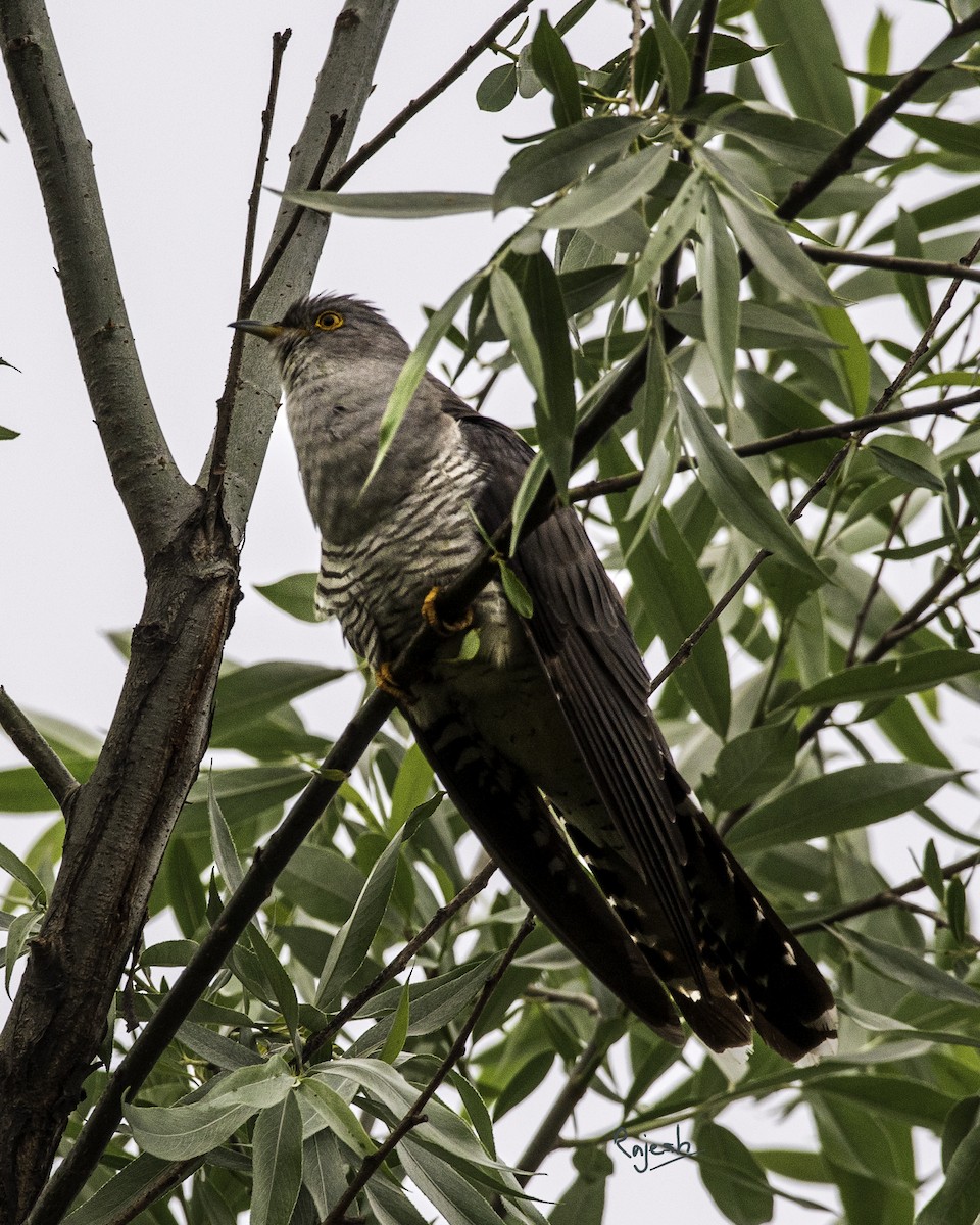 Common Cuckoo - ML572860461