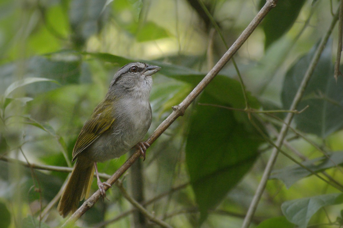 Green-backed Sparrow - ML572860631