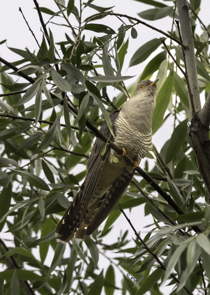 Common Cuckoo - ML572862211