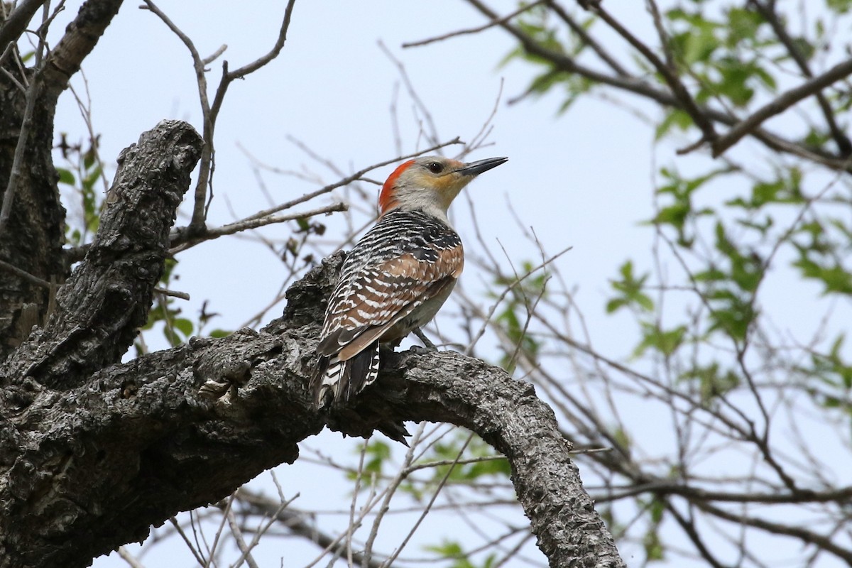 Red-bellied Woodpecker - Mark Chavez