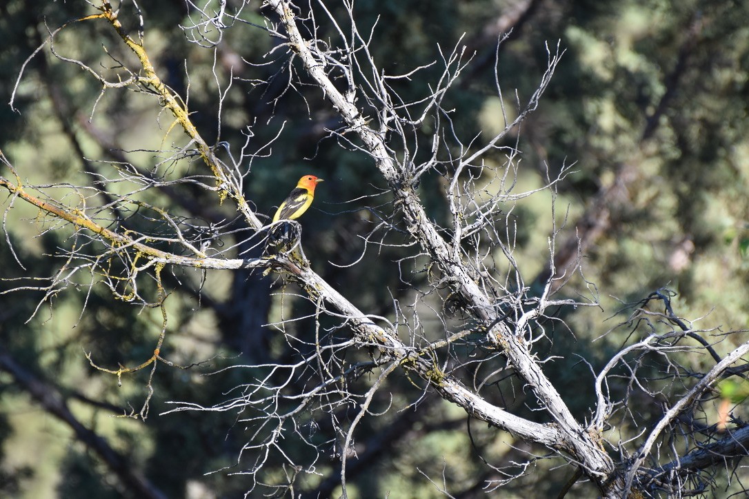 Western Tanager - ML572872911