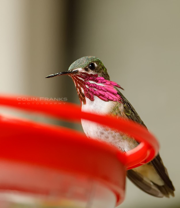 Calliope Hummingbird - Colin Franks