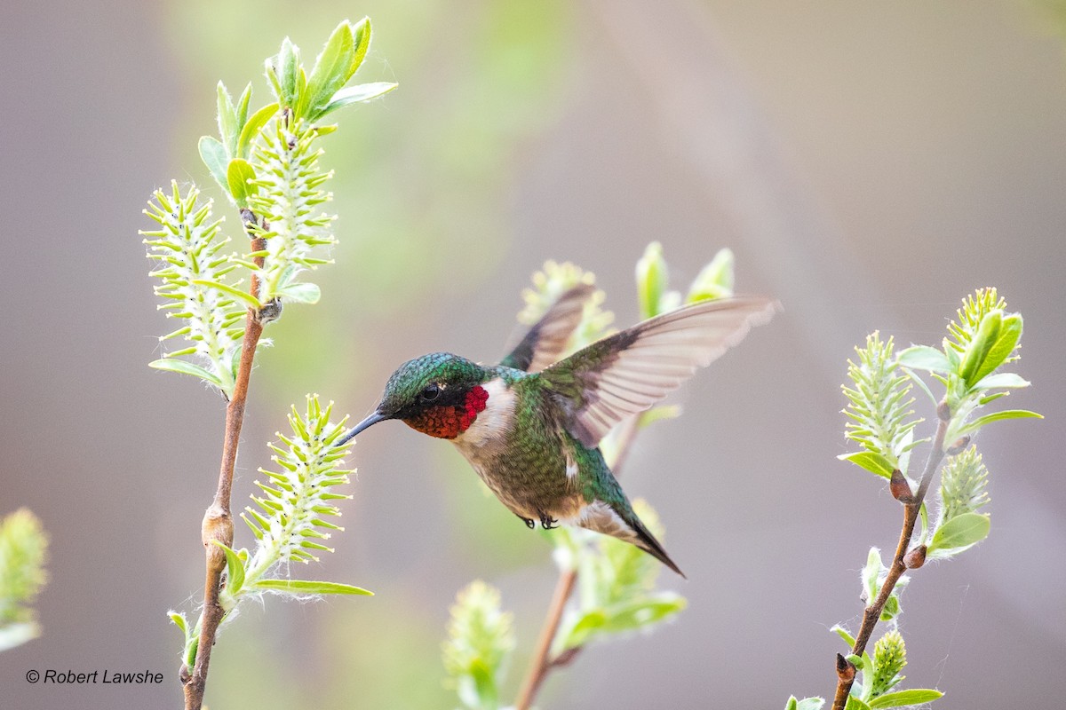 Ruby-throated Hummingbird - ML572879011