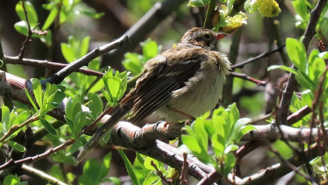 Clay-colored Sparrow - ML572880511