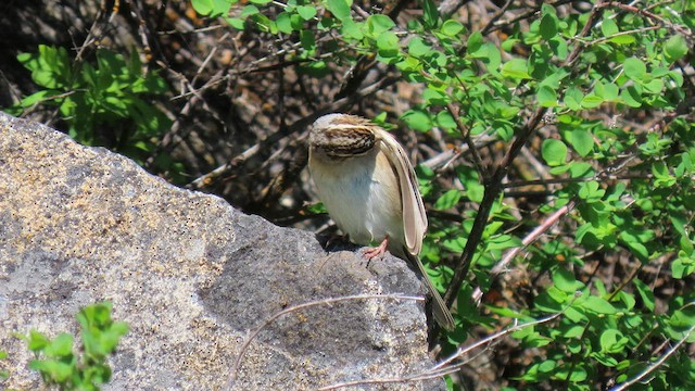 Clay-colored Sparrow - ML572880641