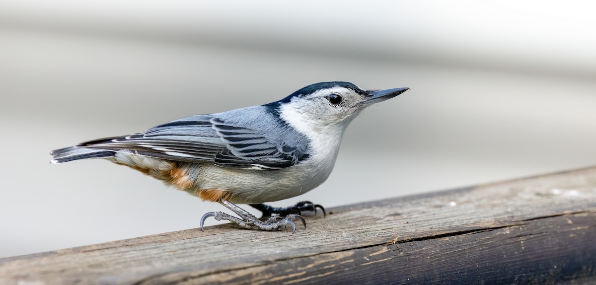 White-breasted Nuthatch - ML572884471