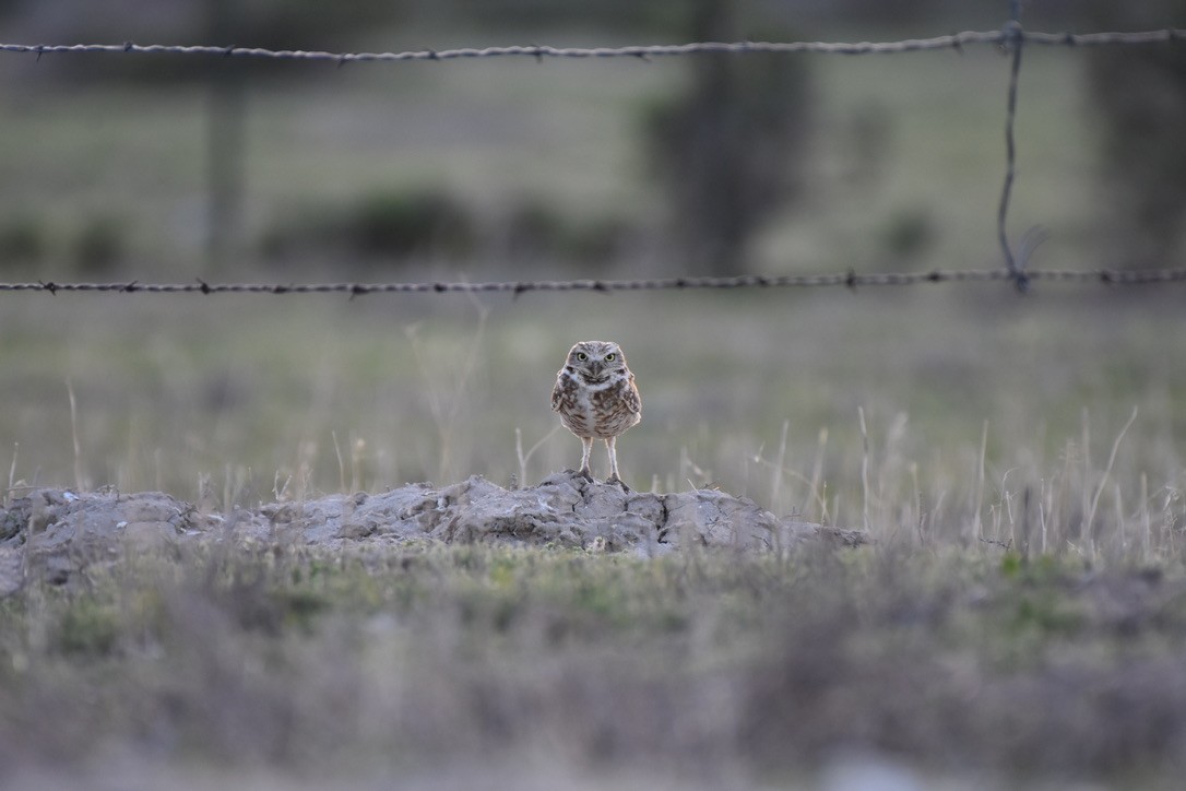 Burrowing Owl - ML572884981