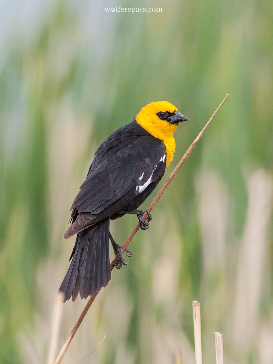 Yellow-headed Blackbird - Wolfe R