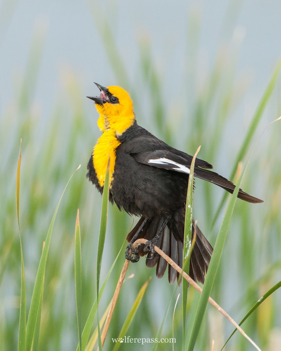 Yellow-headed Blackbird - ML57288891