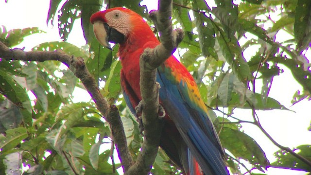 Scarlet Macaw - ML572890451