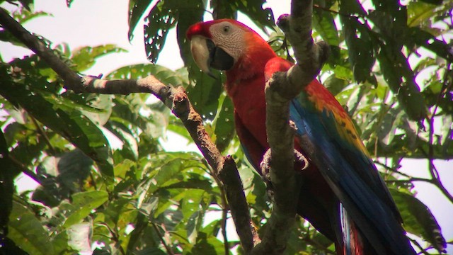 Scarlet Macaw - ML572890461