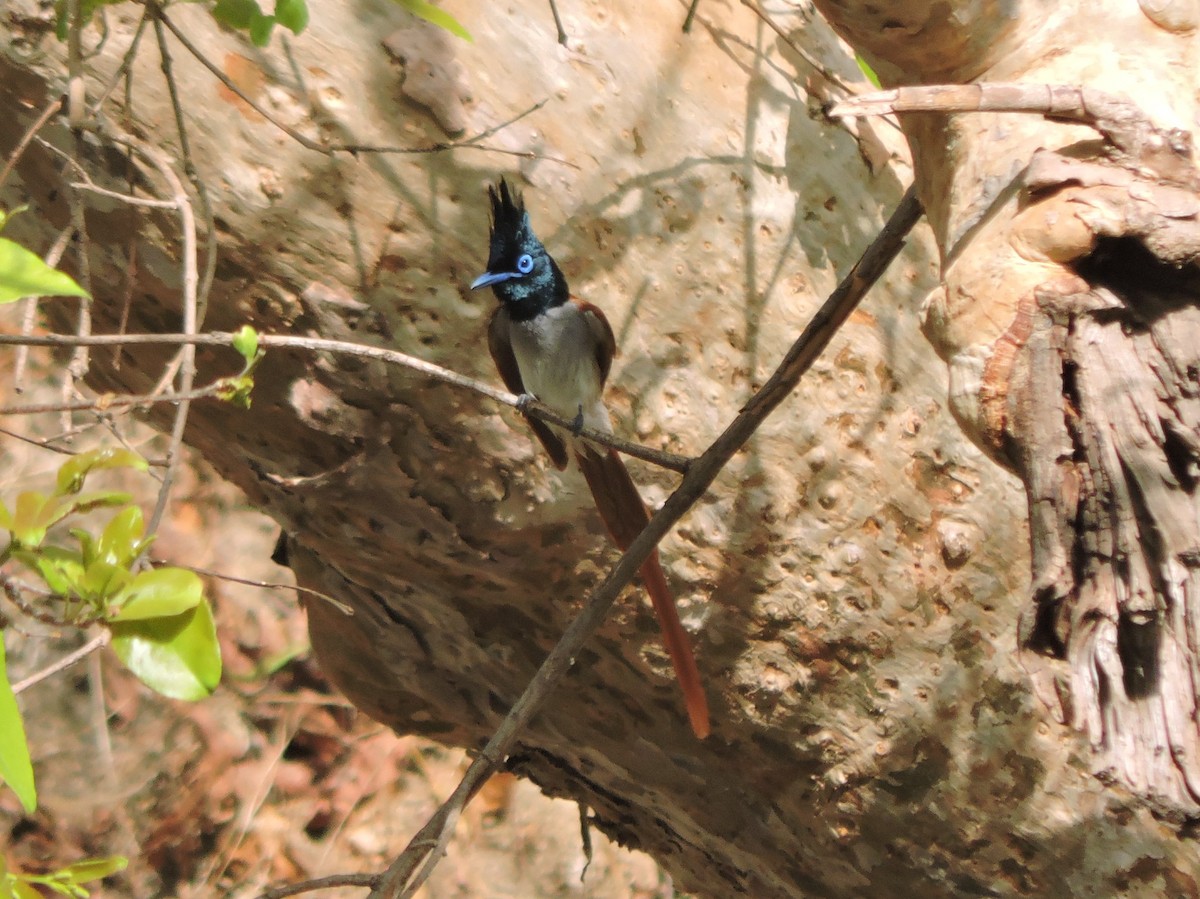 Indian Paradise-Flycatcher - Anirudh  Singh Chauhan