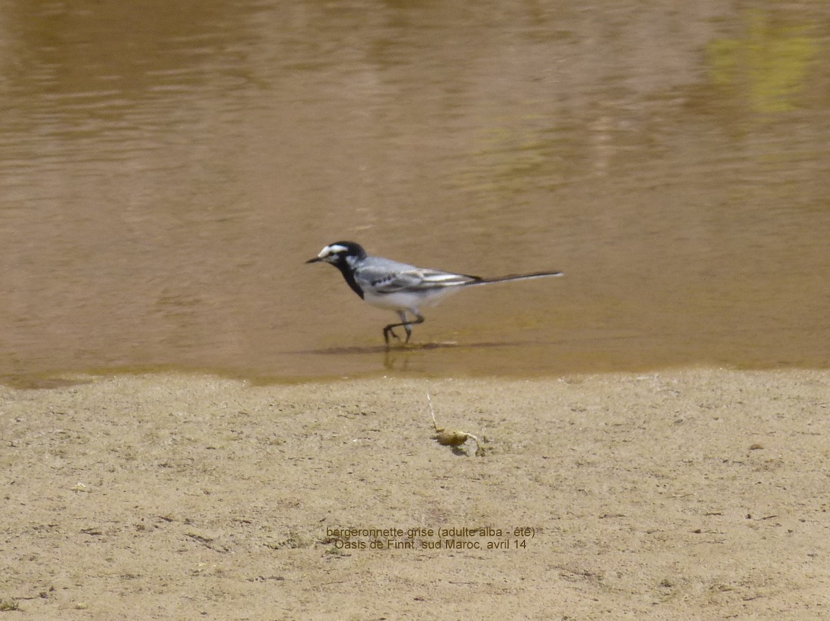 White Wagtail (Moroccan) - ML57289591