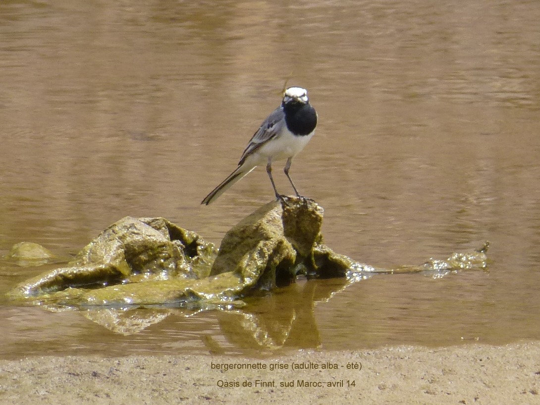 White Wagtail (Moroccan) - ML57289681