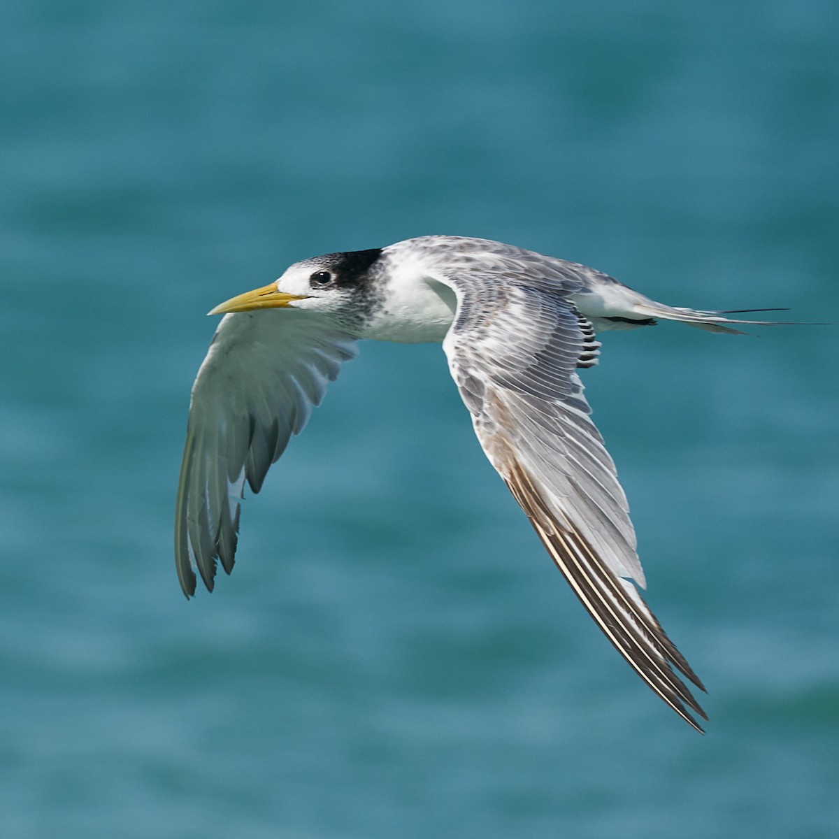 Great Crested Tern - ML572898191