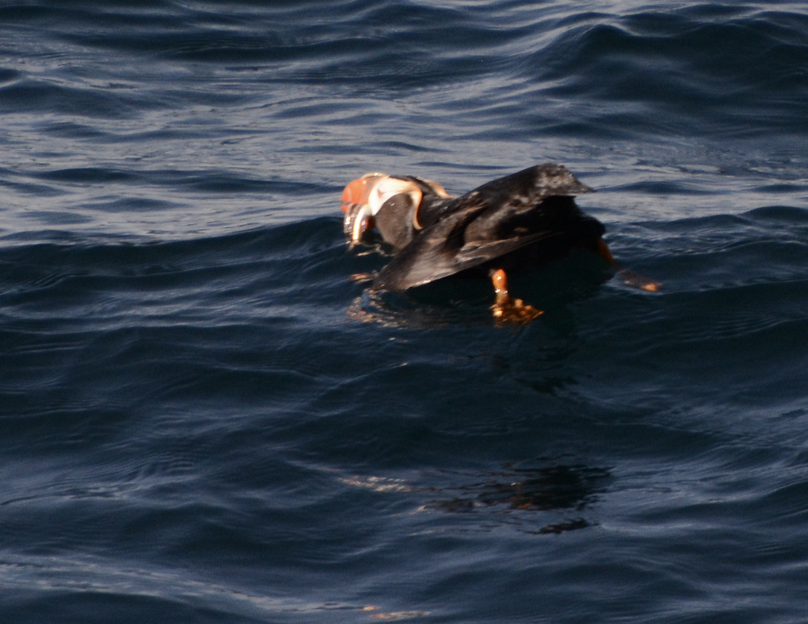 Tufted Puffin - ML572898291